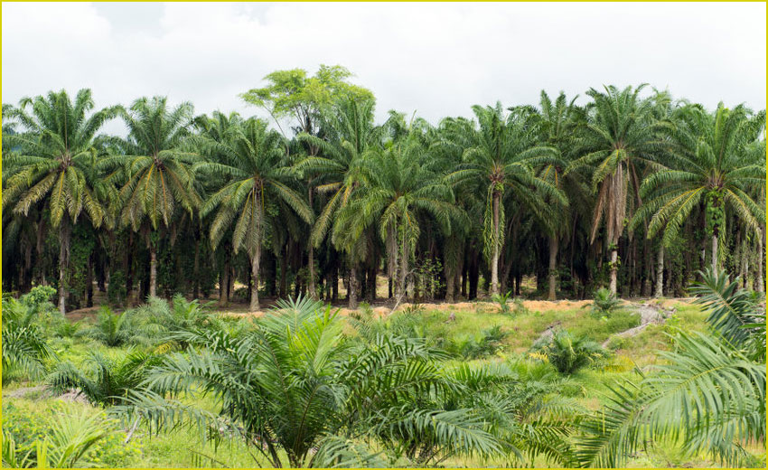 Palmöl mit RSPO Zertifikat