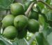 Sind Macadamia Nüsse gesund ?